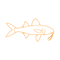 Animals Saltwater Fish Yellow Goatfish Line Art Illustration Svg, Free Vectors File